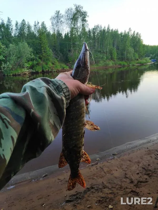 Жерех, Щука — Сорум, 03 июл. 2019 г.