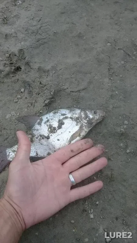 Лещ — Иртыш, 22 июл. 2019 г.