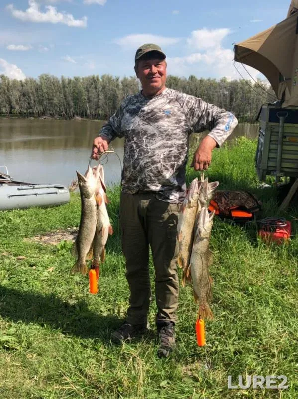 Щука — Омская область, Большереченский район, 29 июл. 2019 г.