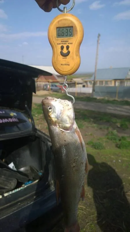 Жерех, Карась
