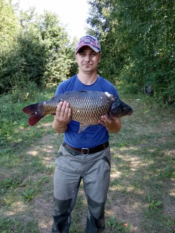 Карп