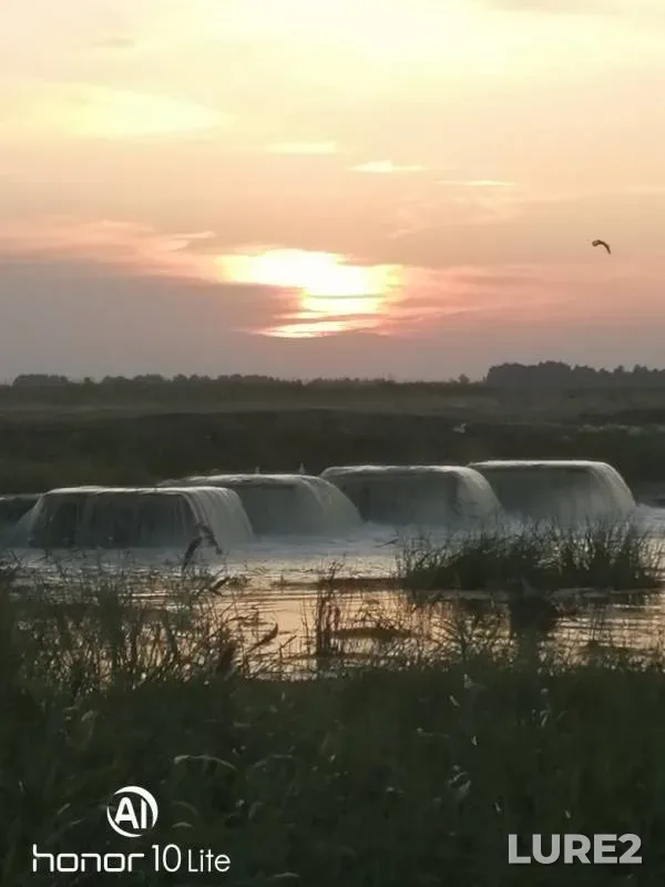 Карась — Омская область, Крутинский район, 12 авг. 2019 г.