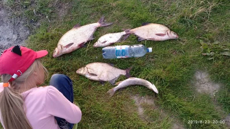 Лещ, Щука