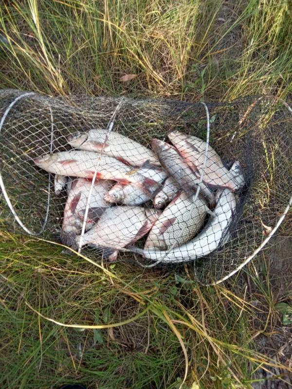 Лещ, Язь