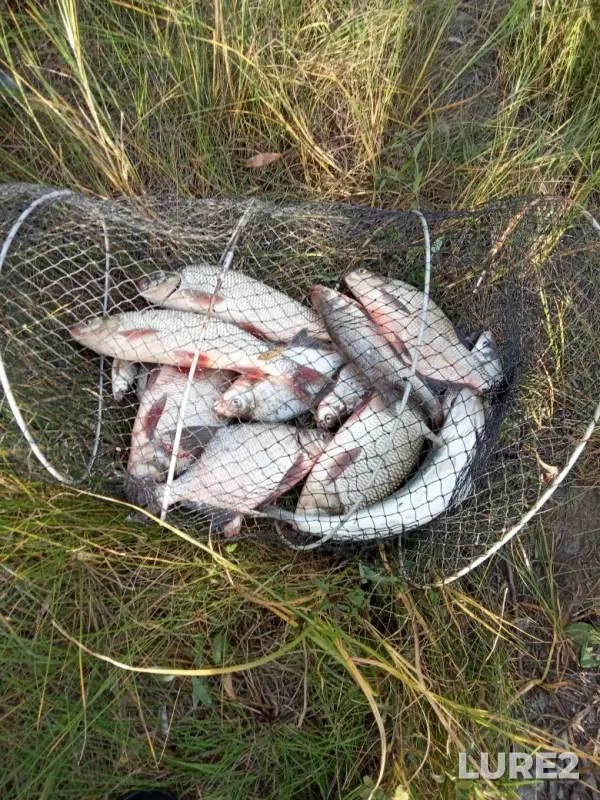 Лещ, Язь — Иртыш, 19 сент. 2019 г.