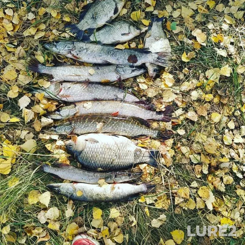 Карась, Щука — Ича, 24 сент. 2019 г.