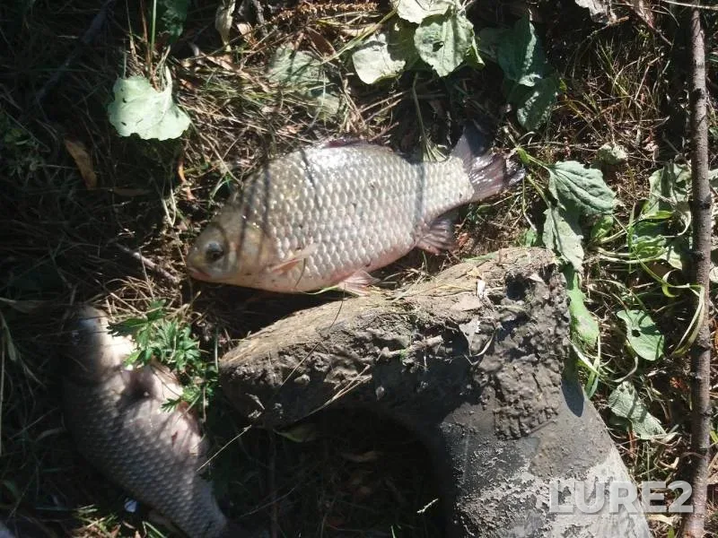 Карась — Омь, 5 окт. 2019 г.