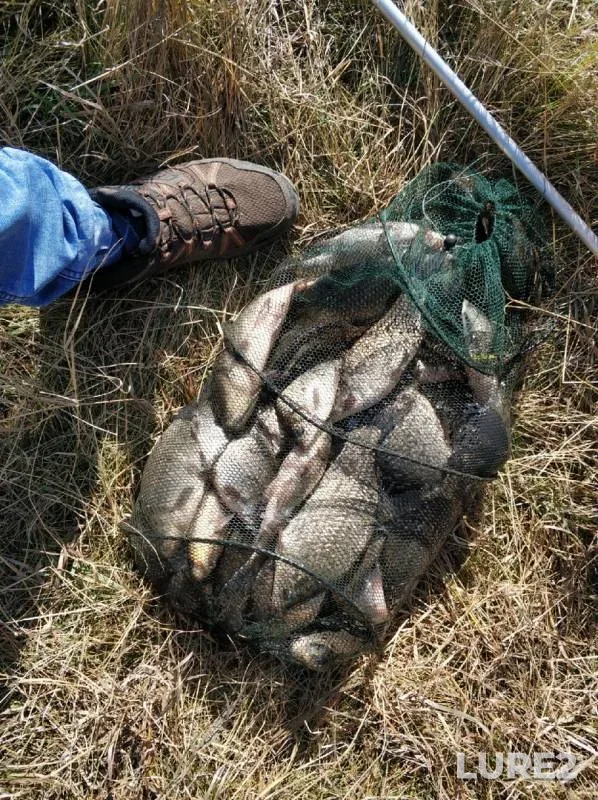 Карась, Окунь — Омская область, Тюкалинский район, 08 окт. 2019 г.