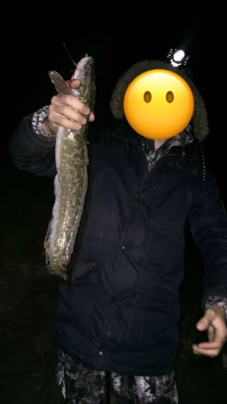 Налим
