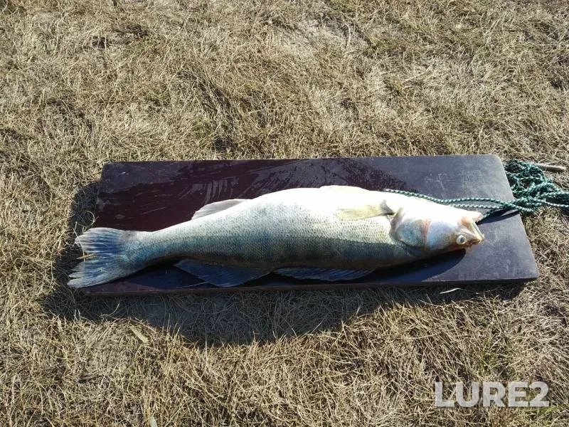 Судак — Иртыш, 09 окт. 2019 г.