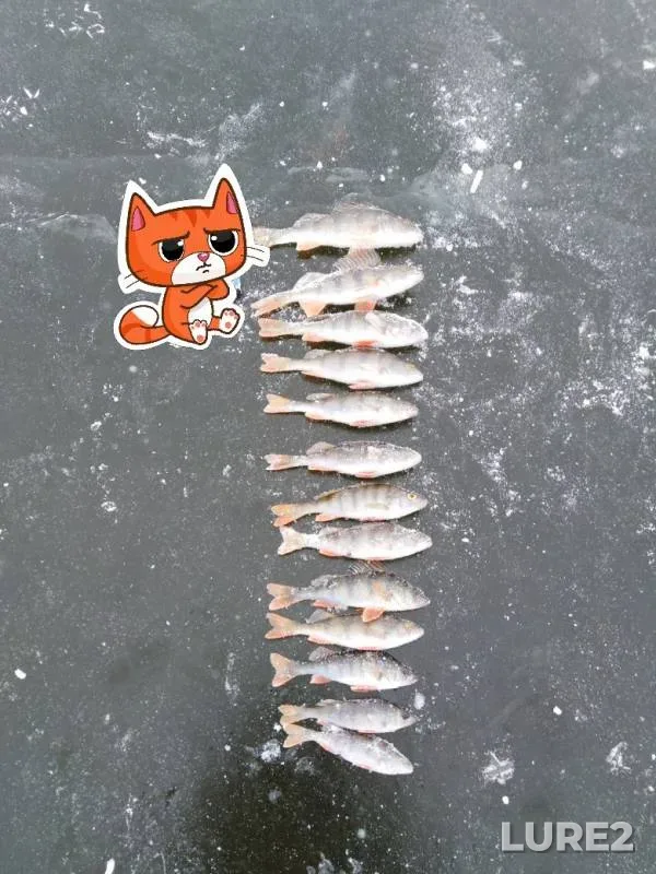 Окунь — Омская область, Любинский район, 18 нояб. 2019 г.