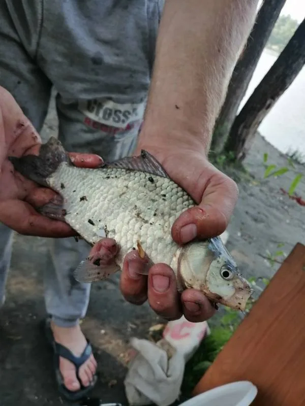 Лещ, Карась