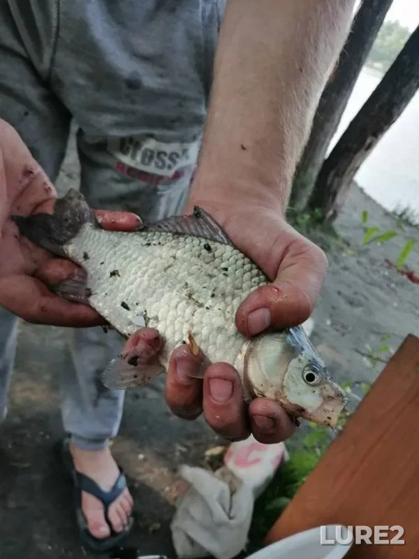 Лещ, Карась — Иня, 21 июл. 2019 г.