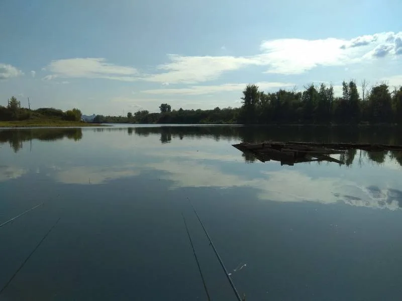 Лещ, Щука