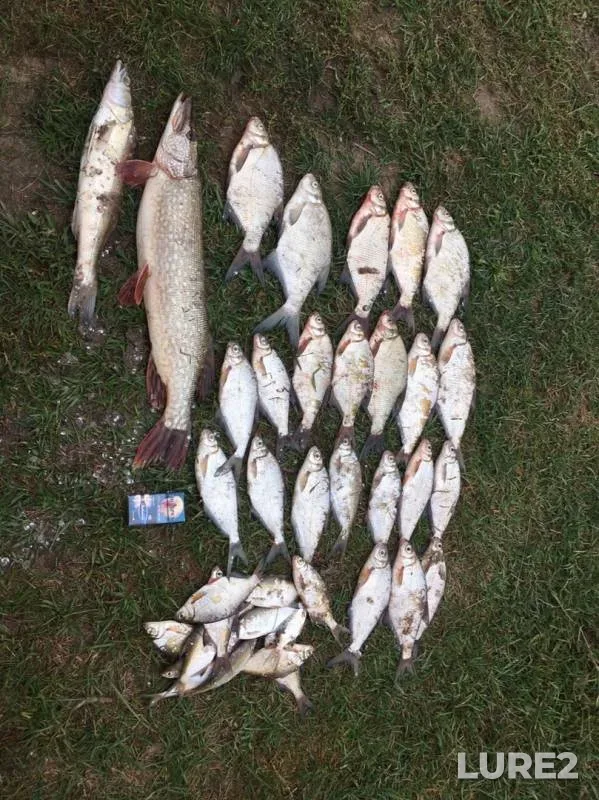 Лещ, Щука — Белая, 16 сент. 2019 г.