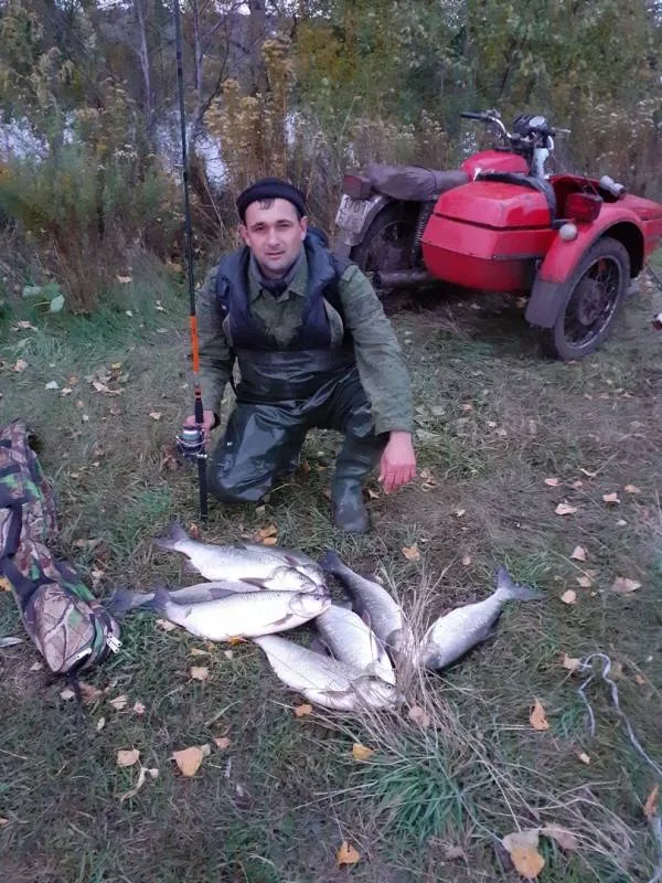 Жерех