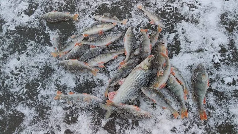 Язь, Окунь