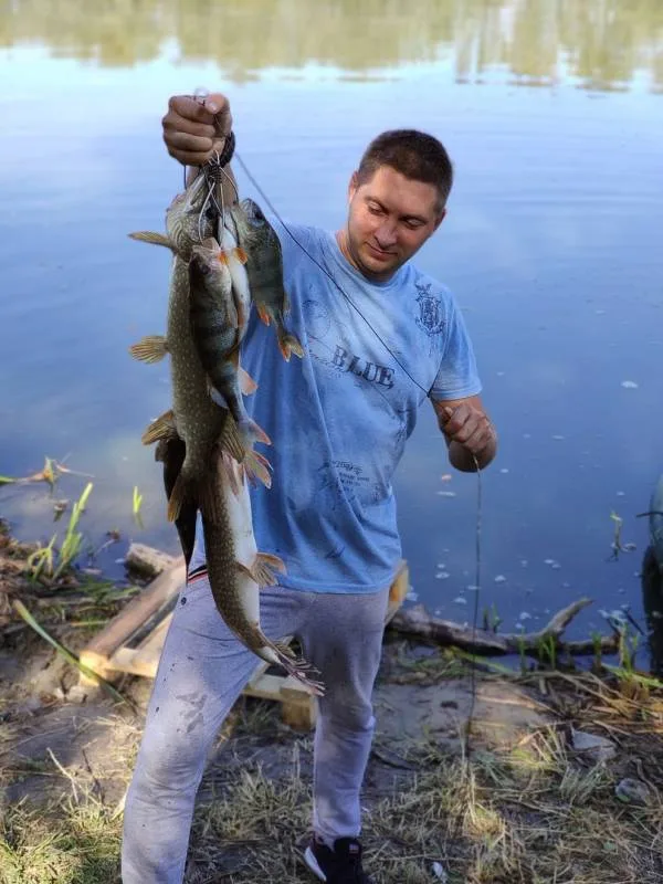 Окунь, Щука
