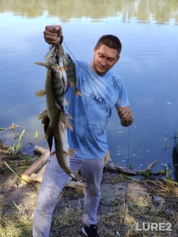 Окунь, Щука