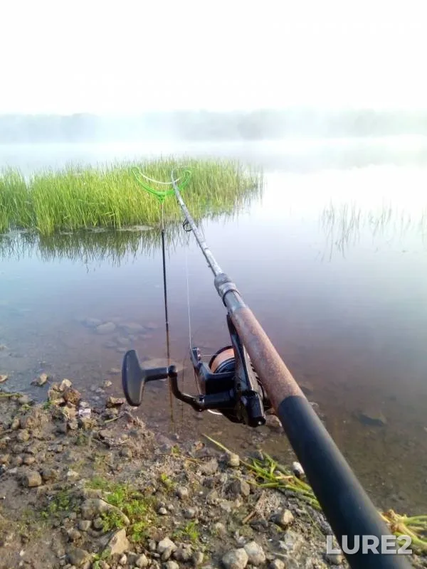Лещ, Язь