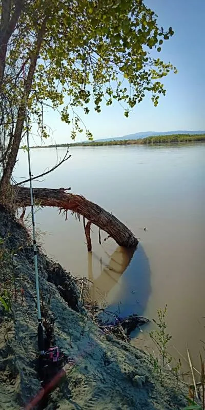 Налим