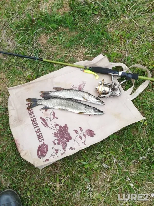 Щука