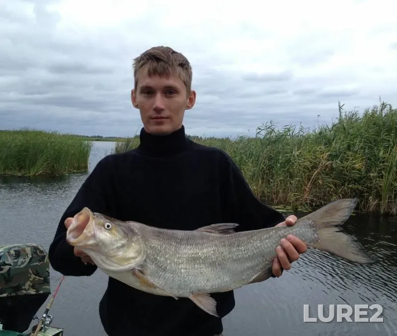 Жерех — Київська область, 13 авг. 2019 г.