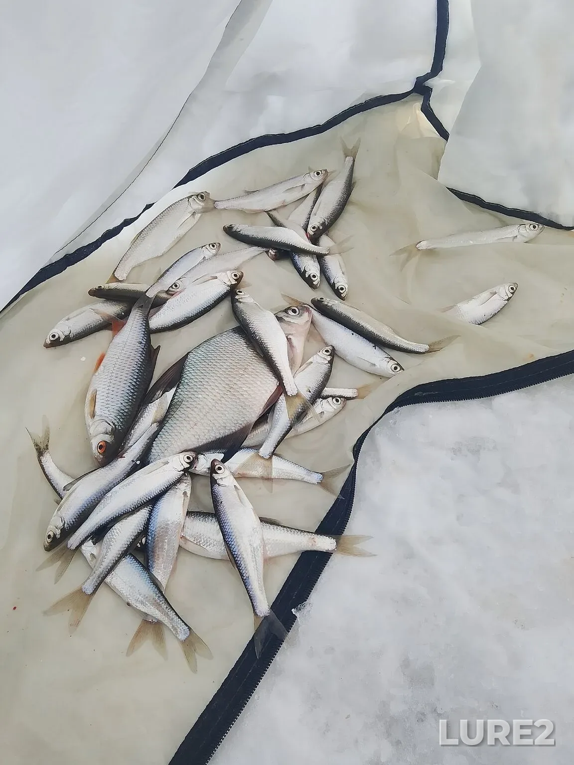 Плотва — Уфа, 21 янв., 19:59