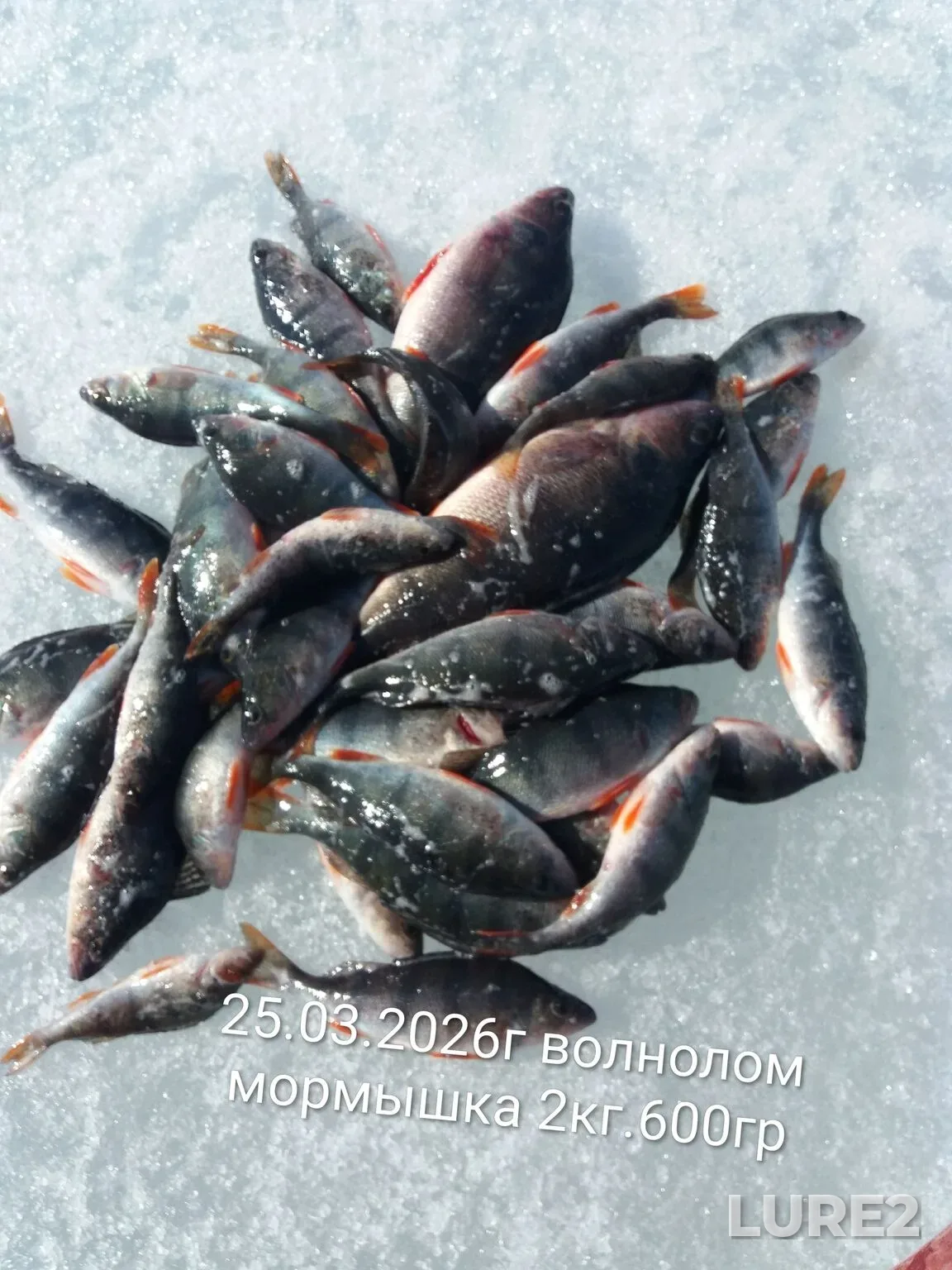 Окунь — Куйбышевское, 09 апр., 17:54
