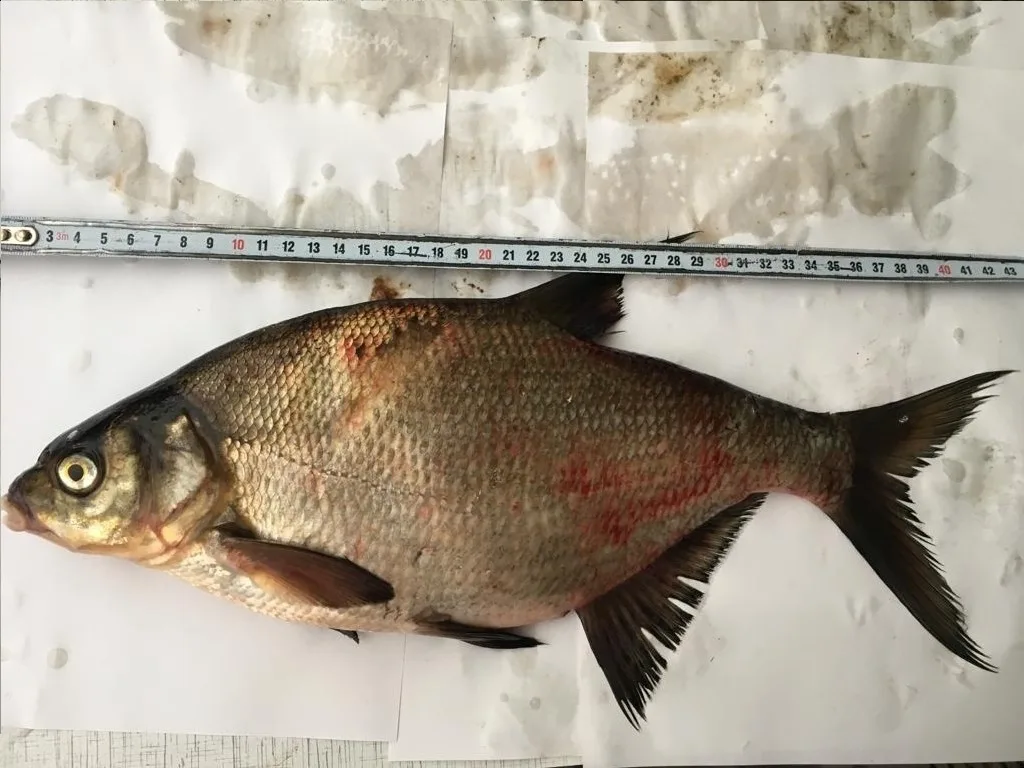 Лещ — Смоленское, 4 мая 2018 г.