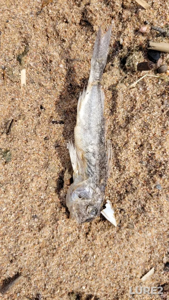 Ёрш — Комарово, Санкт-Петербург, Россия, 10 июл. 2022 г., 11:00
