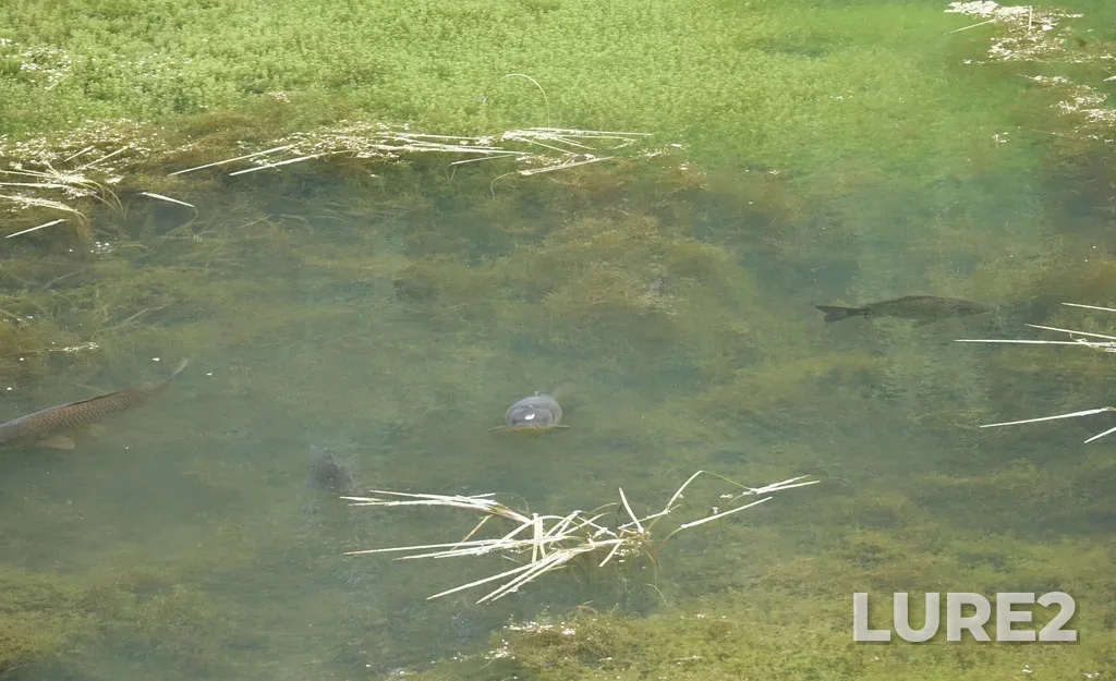 Карп — Russia, Novosibirsk Academy Town, Botanical Garden, the pond shallow upper bank, 16 июл. 2022 г., 16:11