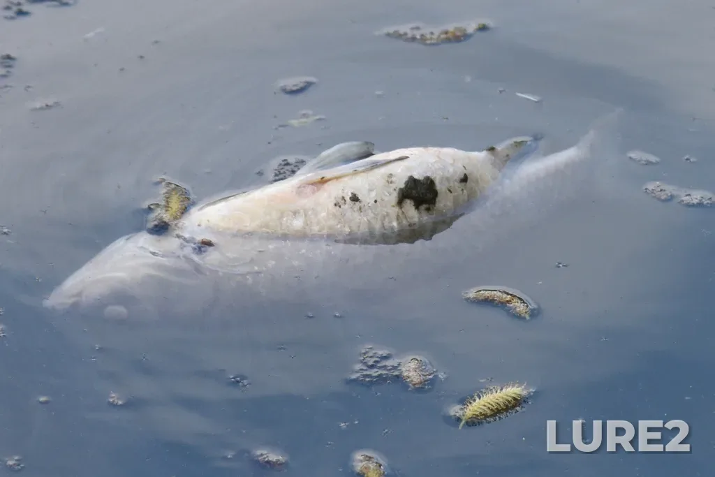 Карась — Городня, 07 мая 2023 г., 15:22