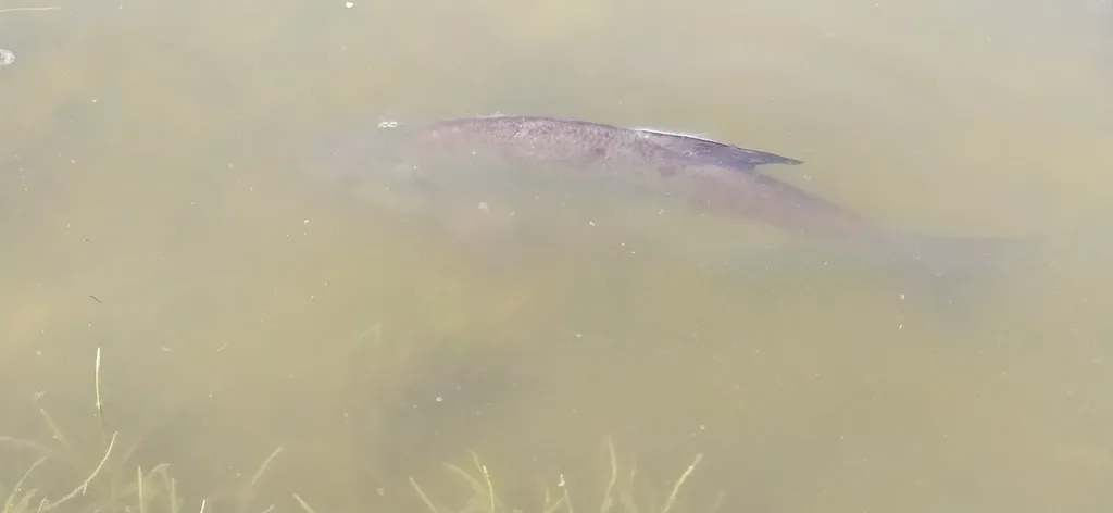 Лещ — Калининградский канал, 14 авг. 2023 г.