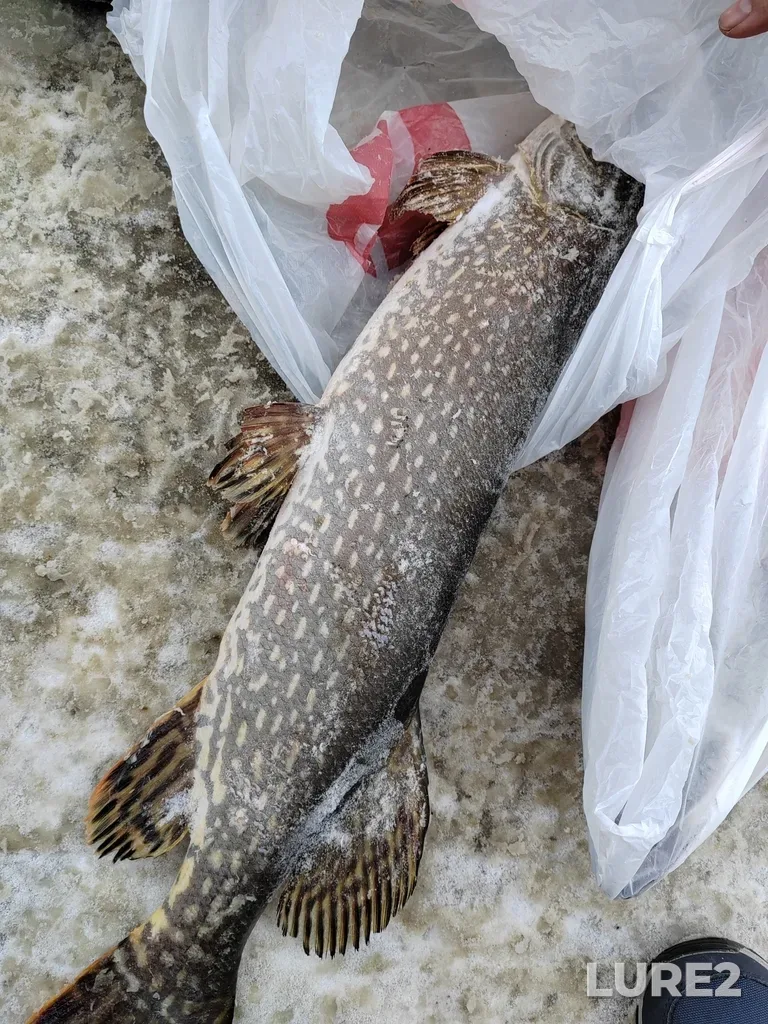 Щука — протока Старый Иртыш, 26 февр. 2024 г., 13:43