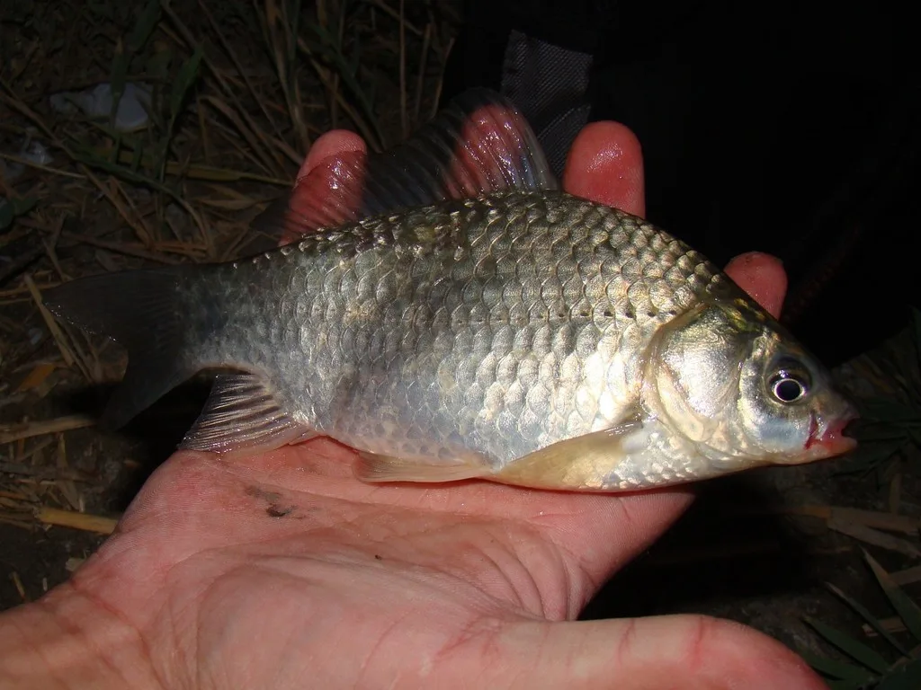Карась — Сырдария, 3 сент. 2010 г.