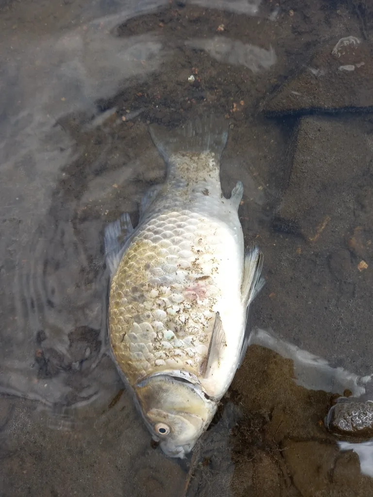 Карась — Южный Буг, 23 апр. 2024 г.