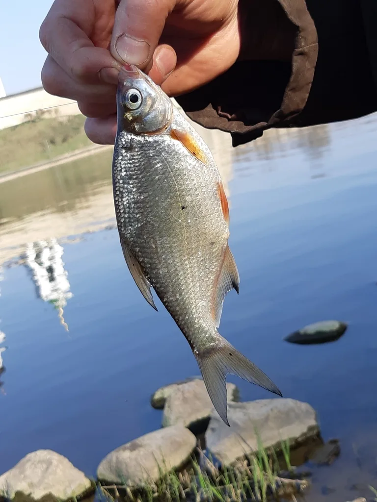 Густера — Великая, 22 апр. 2019 г.