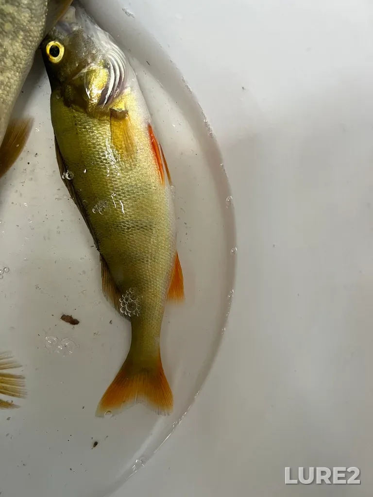 Окунь — Тургояк, 02 авг. 2025 г., 19:13