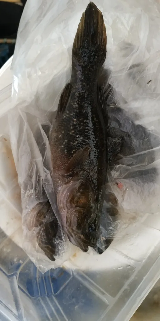 Ротан — Курья, 3 нояб. 2019 г.