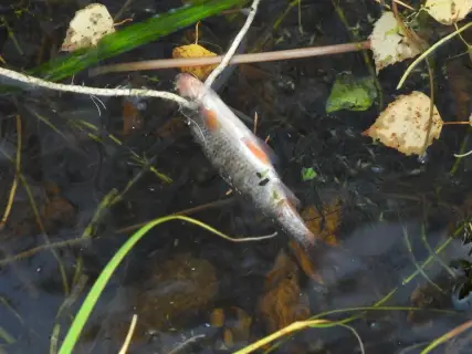 Плотва — Кыштым, 12 окт. 2026 г.