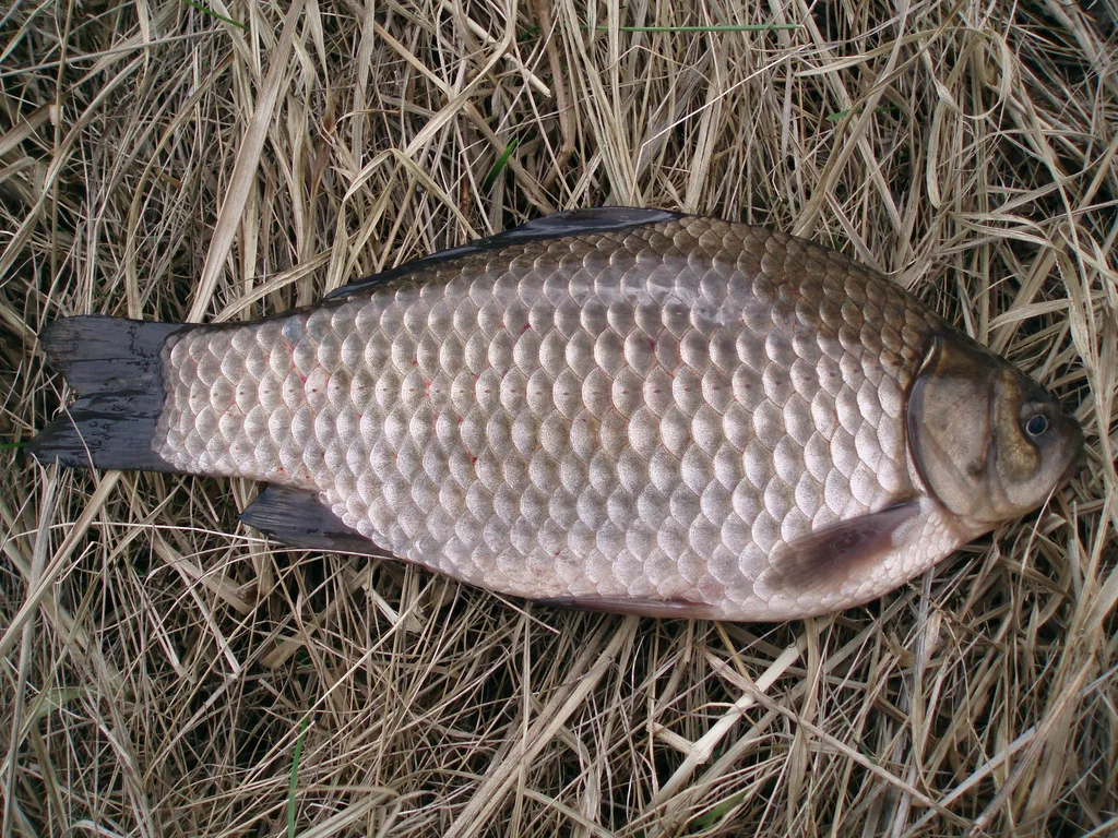 Карась — Куйбышевское, 6 сент. 2007 г.
