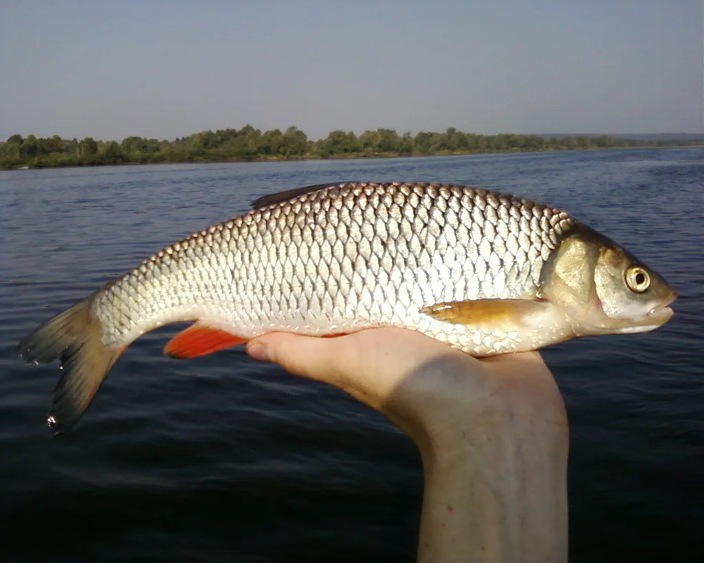 Голавль — Куйбышевское, 17 июл. 2010 г.