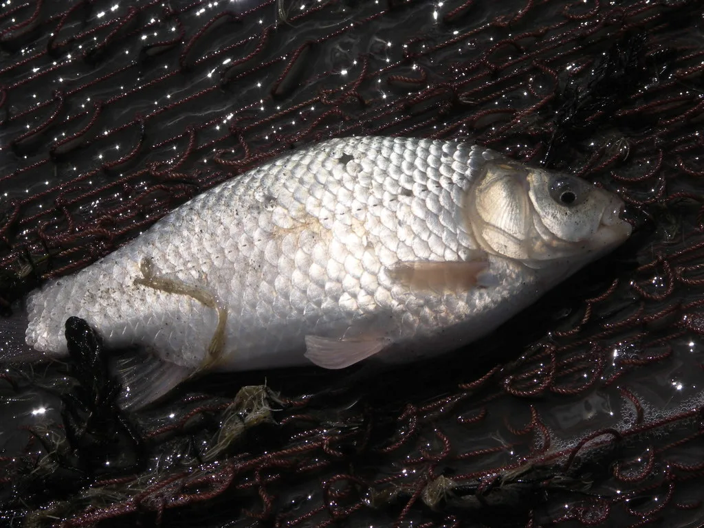 Карась — Ножий, 15 мая 2006 г.